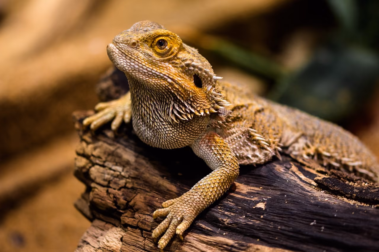 Animali Esotici